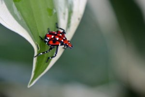 Spotted Lantern Fly Lehigh Valley PA