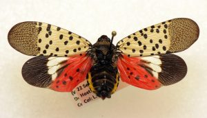 Spotted Lantern Fly Pennsylvania