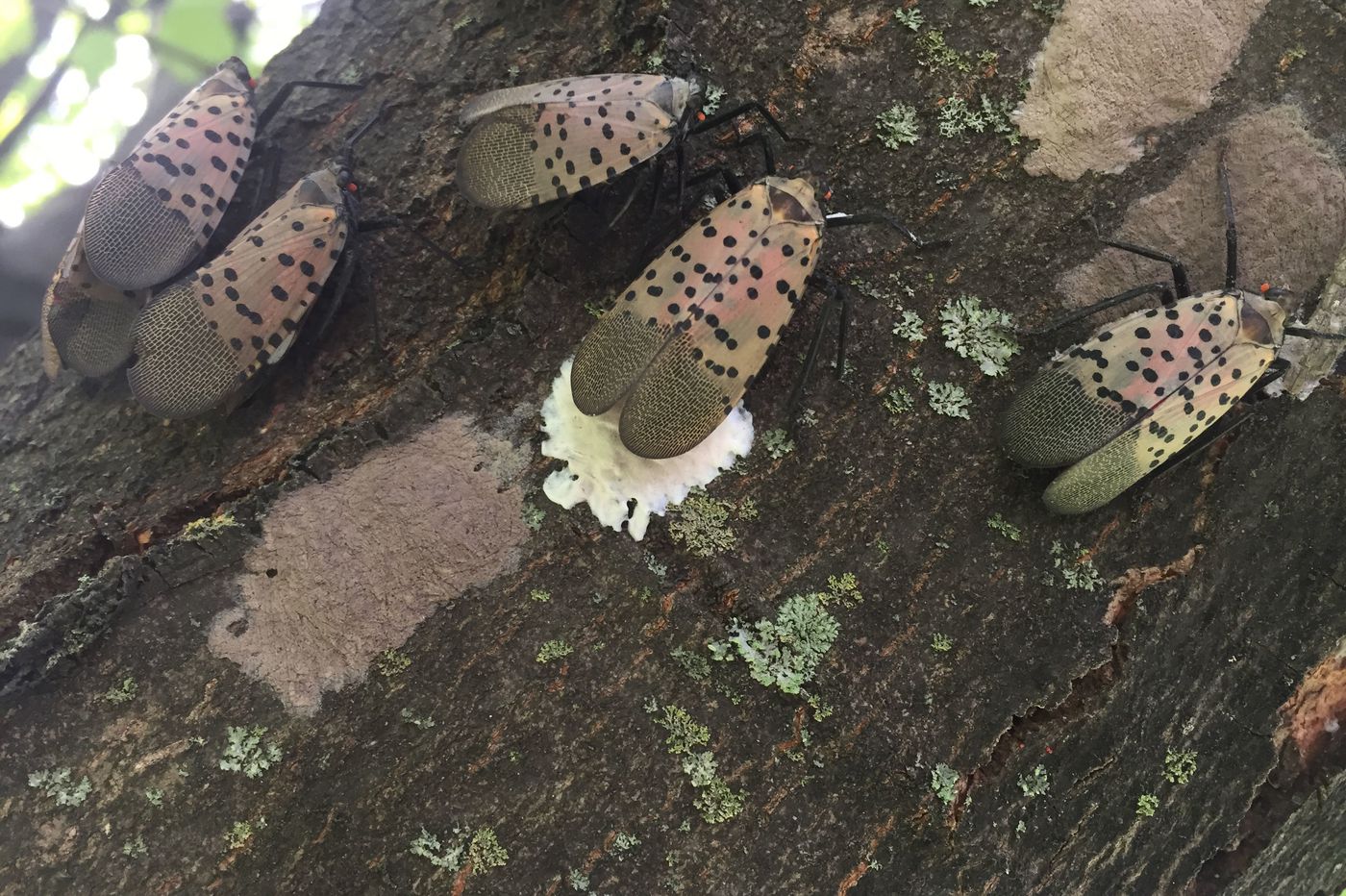 spotted lanternfly lehigh valley pa4