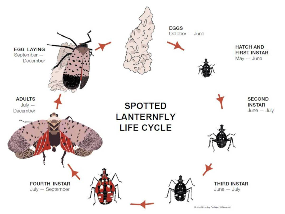 Spotted Lanternfly Lifecycle