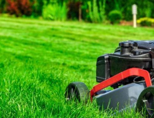 How Lawn Care Companies Keep Lawns Healthy and Weed-Free