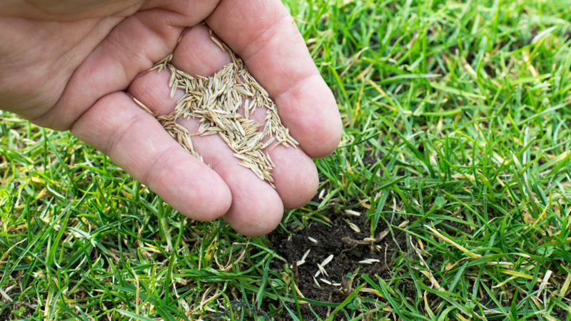 How to Plant Grass Seed