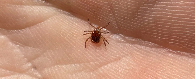 Tick Treatment North Jersey