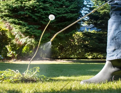 How Lawn Care Treatment Services Improve Grass Health Year-Round