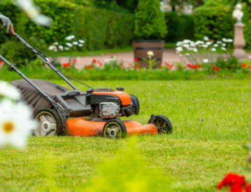 A Practical Guide to Choosing the Right Lawn Care Treatment Services