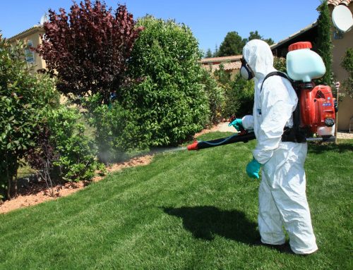 Common Lawn Problems and How Professional Lawn Services Can Help