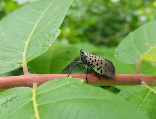 What Damage Do Spotted Lanternflies Cause to Trees and Plants?