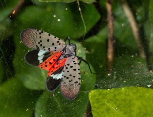How to Manage the Spotted Lanternfly With Effective Control Methods