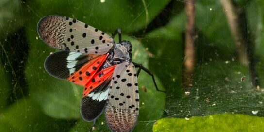 spotted lanternfly control