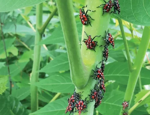 Spotted Lanternfly Treatment: How to Protect Your Trees and Plants