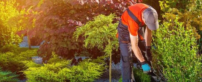 landscaping garden maintenance